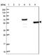 Ammonium transporter Rh type C antibody, NBP2-30905, Novus Biologicals, Western Blot image 