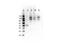 Outer dense fiber protein 2 antibody, P05599, Boster Biological Technology, Western Blot image 