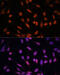 Twist Family BHLH Transcription Factor 1 antibody, 22-856, ProSci, Immunofluorescence image 