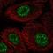DAZ Associated Protein 2 antibody, NBP2-58696, Novus Biologicals, Immunofluorescence image 