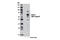 IKAROS Family Zinc Finger 2 antibody, 13459S, Cell Signaling Technology, Western Blot image 