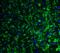 Glutamate Ionotropic Receptor Kainate Type Subunit 1 antibody, 4381, ProSci Inc, Immunofluorescence image 