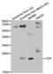 CD9 Molecule antibody, abx001428, Abbexa, Western Blot image 