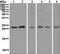RAB7A, Member RAS Oncogene Family antibody, ab126712, Abcam, Western Blot image 