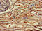 WD Repeat And SOCS Box Containing 1 antibody, orb400388, Biorbyt, Immunohistochemistry paraffin image 