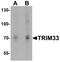Tripartite Motif Containing 33 antibody, LS-B10115, Lifespan Biosciences, Western Blot image 
