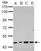 RNA Binding Motif Protein, Y-Linked, Family 1, Member J antibody, NBP2-15093, Novus Biologicals, Western Blot image 