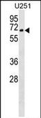 Coronin 2B antibody, PA5-72048, Invitrogen Antibodies, Western Blot image 