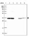 Tetratricopeptide repeat protein 19 antibody, NBP2-38667, Novus Biologicals, Western Blot image 