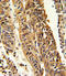 Cytochrome P450 Family 4 Subfamily B Member 1 antibody, LS-C167236, Lifespan Biosciences, Immunohistochemistry paraffin image 