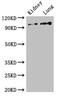 Vav Guanine Nucleotide Exchange Factor 3 antibody, CSB-PA892140LA01HU, Cusabio, Western Blot image 