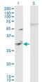 Calcium Dependent Secretion Activator 2 antibody, MA5-24499, Invitrogen Antibodies, Western Blot image 