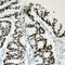 Actin Like 6A antibody, LS-C353877, Lifespan Biosciences, Immunohistochemistry frozen image 