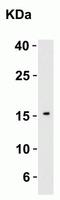 Interleukin 21 antibody, NBP1-76740, Novus Biologicals, Western Blot image 