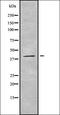 G Protein Subunit Gamma 12 antibody, orb338352, Biorbyt, Western Blot image 