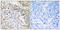 RNA Binding Motif Protein 34 antibody, LS-C120348, Lifespan Biosciences, Immunohistochemistry paraffin image 