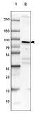 BCL2 Associated Athanogene 3 antibody, PA5-54239, Invitrogen Antibodies, Western Blot image 