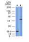 SRY-Box 10 antibody, NBP2-59621, Novus Biologicals, Western Blot image 