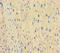 TATA-Box Binding Protein Like 1 antibody, A50516-100, Epigentek, Immunohistochemistry paraffin image 