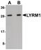 LYR motif-containing protein 1 antibody, PA5-20920, Invitrogen Antibodies, Western Blot image 