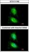 Mitogen-Activated Protein Kinase 8 Interacting Protein 2 antibody, GTX111162, GeneTex, Immunofluorescence image 