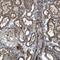 Transmembrane Protein 132C antibody, NBP1-90497, Novus Biologicals, Immunohistochemistry frozen image 