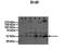 Bromodomain Containing 9 antibody, TA338343, Origene, Western Blot image 
