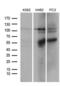 OTU Deubiquitinase 7B antibody, LS-C792105, Lifespan Biosciences, Western Blot image 