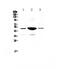 Serpin Family E Member 1 antibody, PA5-79980, Invitrogen Antibodies, Western Blot image 