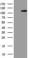 F-Box And WD Repeat Domain Containing 7 antibody, CF802970, Origene, Western Blot image 