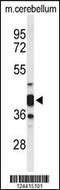 Cytohesin 3 antibody, 64-059, ProSci, Western Blot image 