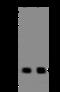 Transmembrane protein 92 antibody, 207056-T36, Sino Biological, Western Blot image 