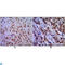 Cyclin Dependent Kinase 1 antibody, LS-C812421, Lifespan Biosciences, Western Blot image 
