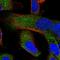 Terminal Uridylyl Transferase 4 antibody, HPA027973, Atlas Antibodies, Immunocytochemistry image 