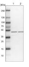 WD Repeat Domain 37 antibody, NBP1-81450, Novus Biologicals, Western Blot image 