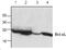BCL2 Like 1 antibody, GTX59678, GeneTex, Western Blot image 