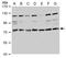 Transforming Acidic Coiled-Coil Containing Protein 2 antibody, TA308458, Origene, Western Blot image 