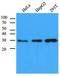 Carbonyl Reductase 1 antibody, orb95165, Biorbyt, Western Blot image 