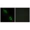 Creatine Kinase, Mitochondrial 2 antibody, A11457, Boster Biological Technology, Immunohistochemistry paraffin image 