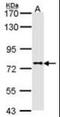 Dipeptidyl Peptidase 8 antibody, orb89997, Biorbyt, Western Blot image 