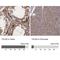 Taxilin Alpha antibody, NBP2-56295, Novus Biologicals, Immunohistochemistry paraffin image 