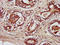 Endosome Associated Trafficking Regulator 1 antibody, orb417923, Biorbyt, Immunohistochemistry paraffin image 