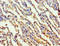 Transaldolase 1 antibody, A51941-100, Epigentek, Immunohistochemistry paraffin image 