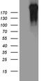 RNA Polymerase II Subunit A antibody, LS-C792322, Lifespan Biosciences, Western Blot image 