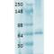 Solute Carrier Family 5 Member 5 antibody, 11562, QED Bioscience, Western Blot image 