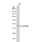 Eukaryotic Translation Elongation Factor 1 Alpha 1 antibody, NBP1-32122, Novus Biologicals, Western Blot image 