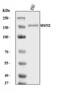 Nuclear Factor Of Activated T Cells 3 antibody, A02727-3, Boster Biological Technology, Western Blot image 