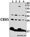 Chromobox 5 antibody, A02780-2, Boster Biological Technology, Western Blot image 
