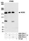 INO80 Complex ATPase Subunit antibody, A303-370A, Bethyl Labs, Immunoprecipitation image 