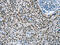 General Transcription Factor IIi antibody, CSB-PA291895, Cusabio, Immunohistochemistry frozen image 